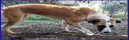 Meticcio cani in regalo: NORMA giovane timidina - Annuncio 4