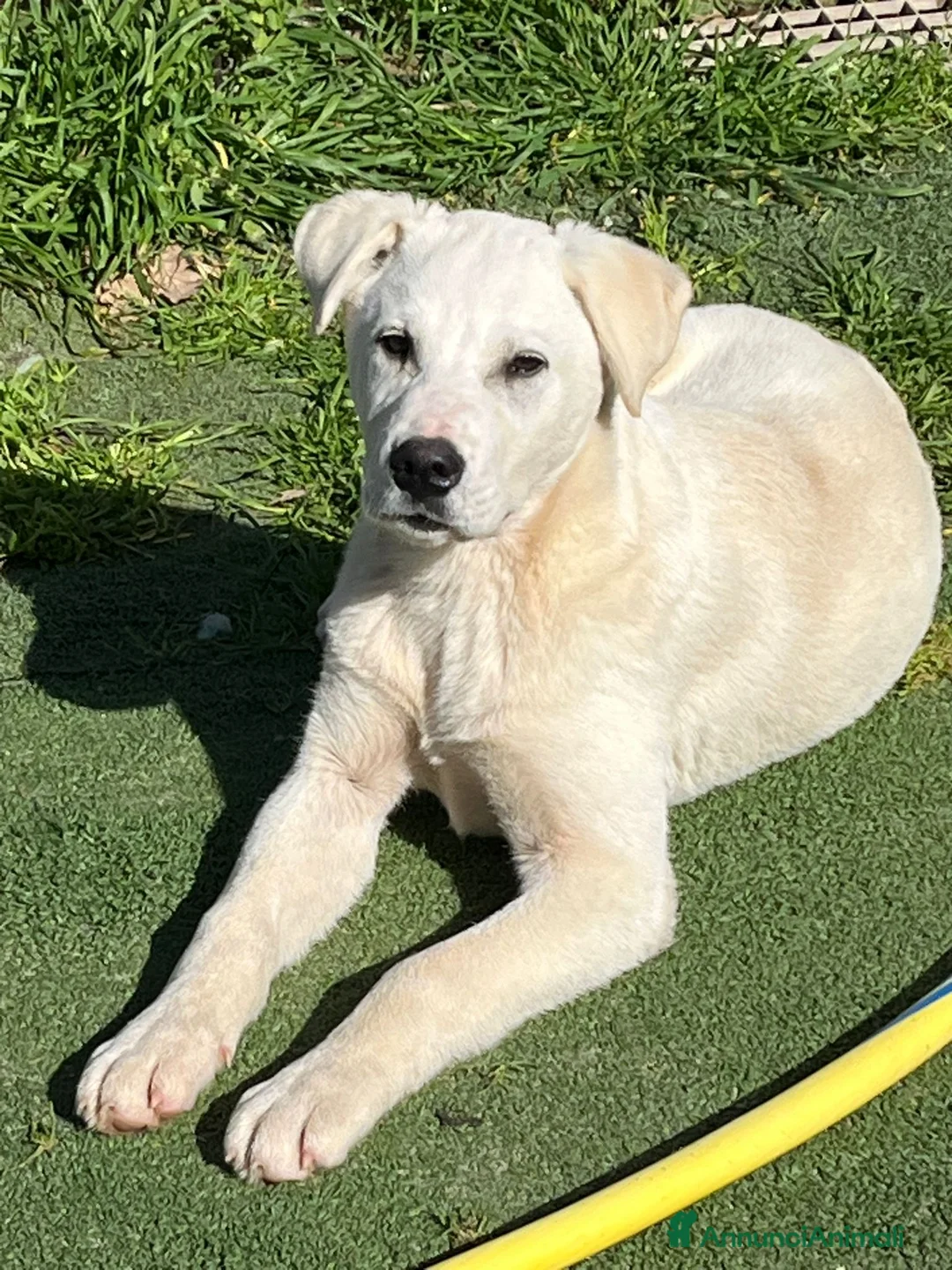 Meticcio cani in regalo: Cucciolo in canile  - Annuncio 2