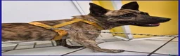 Meticcio cani in regalo: GEOLIER giovane aspettava chi l'ha abbandonato - Annuncio 4