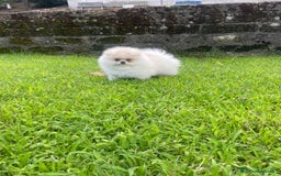 Volpino Pomerania cani in vendita: Volpino di Pomerania spritz nano  a Provincia di Viterbo - Immagine 9
