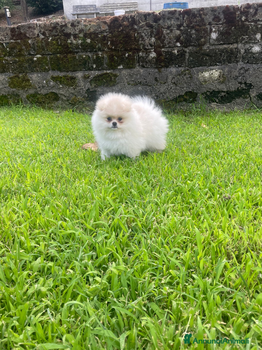 Volpino Pomerania cani in vendita: Volpino di Pomerania spritz nano  a Provincia di Viterbo - Immagine 9