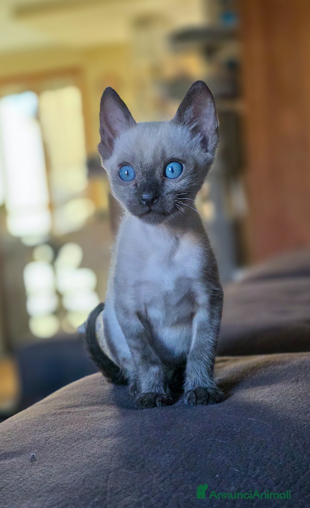 Bengala gatti in vendita: Cucciolo gatto bengala  - Annuncio 15