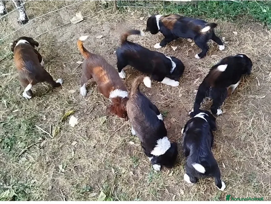 Meticcio cani in vendita: DOLCISSIMI CUCCIOLI CERCANO CASA a Provincia di Vicenza - Annuncio 2