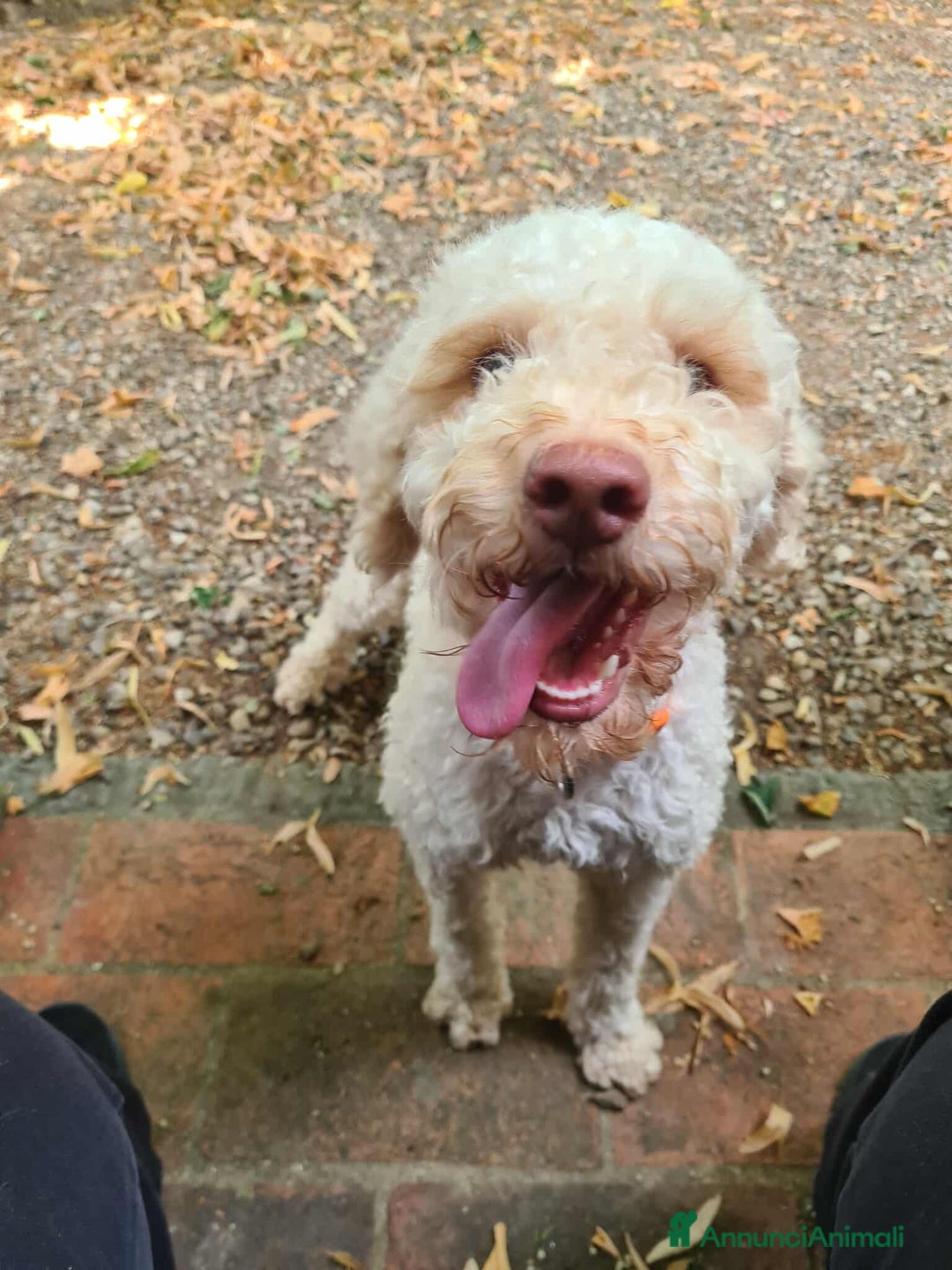 Lagotto cani in regalo: ISOTTA, dolcissima LAGOTTA cerca famiglia! - Annuncio 8