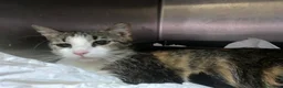 Meticcio gatti in regalo: Gattini e mamma gatta  - Annuncio 5