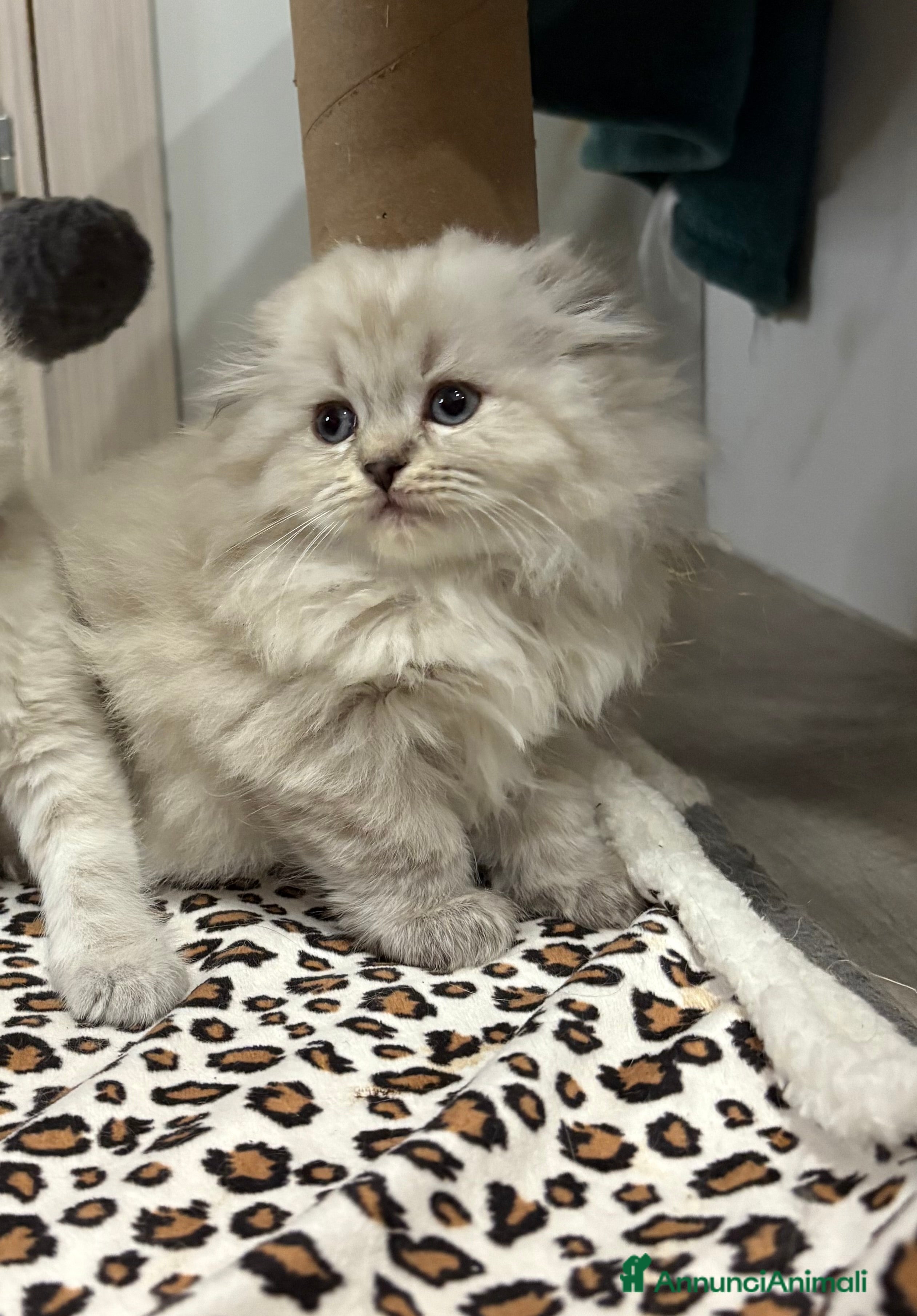 British gatti Scottish fold sthrait  - Annuncio 1