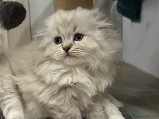 British gatti Scottish fold sthrait - Annuncio 3