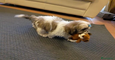 Shih Tzu cani a Provincia di Brescia - Annuncio 2