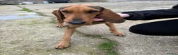 Segugio cani in regalo: BOBO 💙 ama correre. Ama fidarsi. a Provincia di Perugia - Annuncio 5