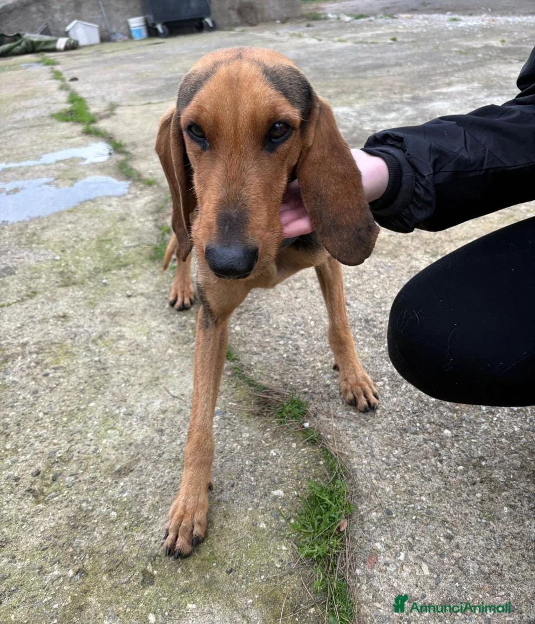 Segugio cani in regalo: BOBO 💙 ama correre. Ama fidarsi. a Provincia di Perugia - Annuncio 5