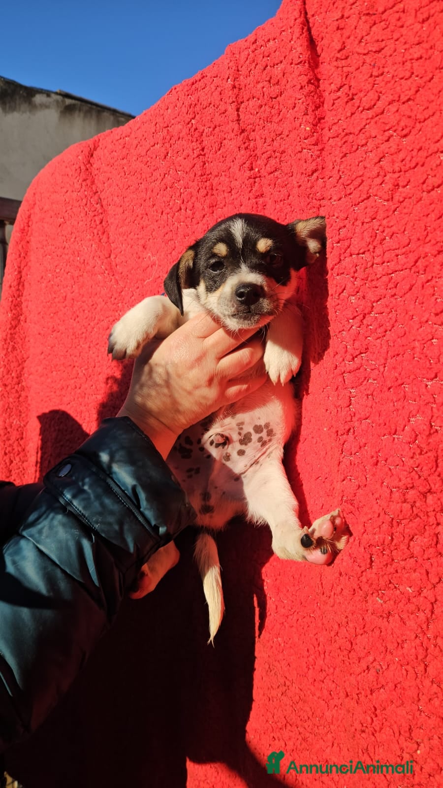 Meticcio cani SELENE: CUCCIOLA TAGLIA PICCOLA  - Annuncio 2