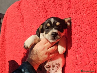 Meticcio cani SELENE: CUCCIOLA TAGLIA PICCOLA - Annuncio 2