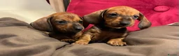 Bassotto cani in vendita: Cuccioli bassotto tedesco kaninchen e nano - Annuncio 8