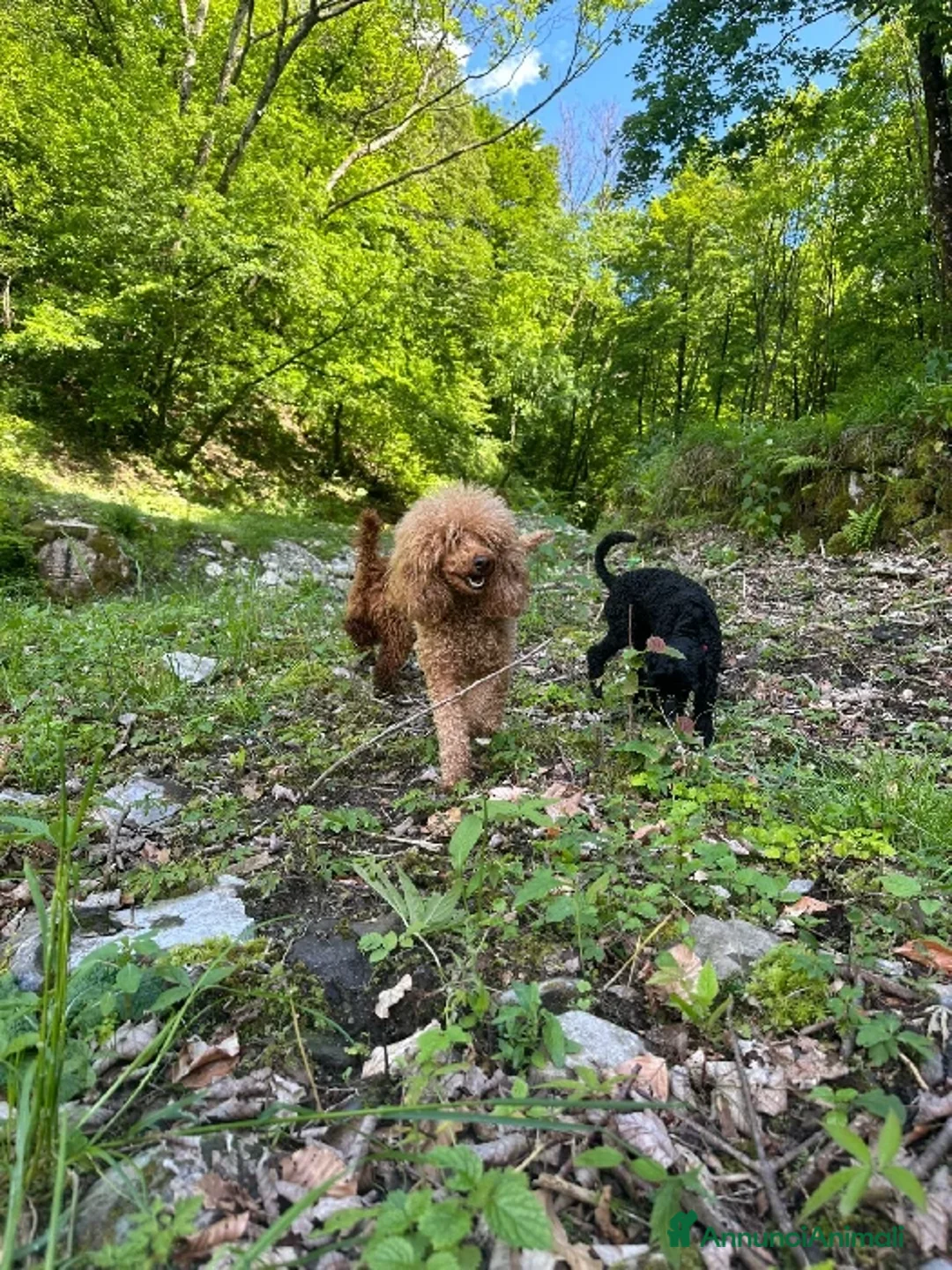 Immagine della galleria {{count}}