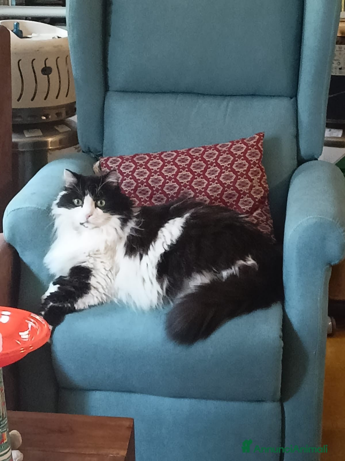 Meticcio gatti ADOZ.DEL💔:. Solennemente belloURGENTE! - Annuncio 3