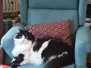 Meticcio gatti ADOZ.DEL💔:. Solennemente belloURGENTE! - Annuncio 3