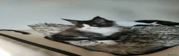 Maine Coon gatti in vendita: 2 Maschietti Maine Coon Bicolour - Annuncio 7