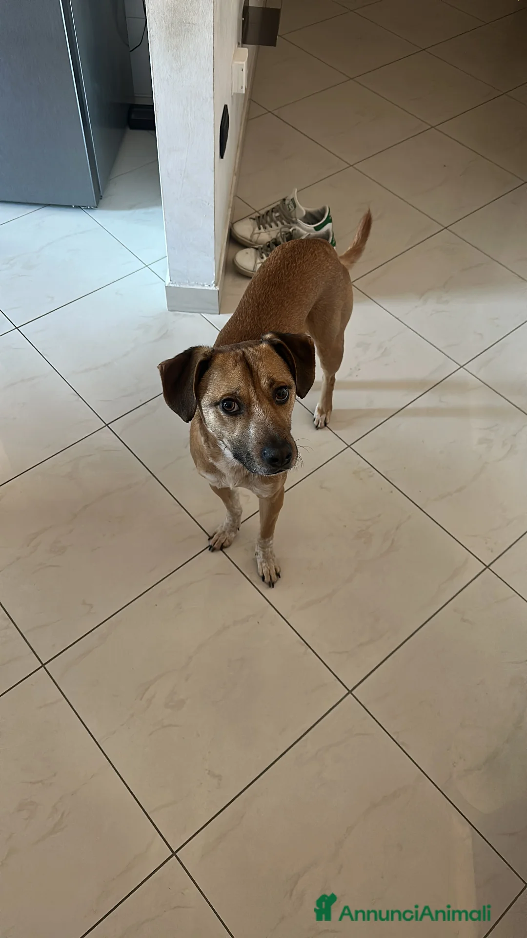 Meticcio cani in regalo: Axel  - Annuncio 2