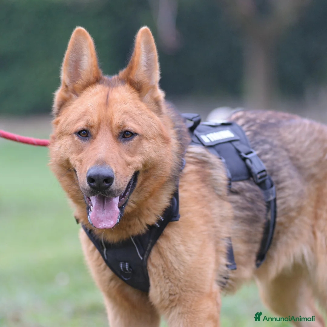 Altre razze cani in regalo: pupa  - Annuncio 2