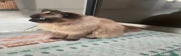 Ragdoll gatti in vendita: Ragdoll maschio - Annuncio 5