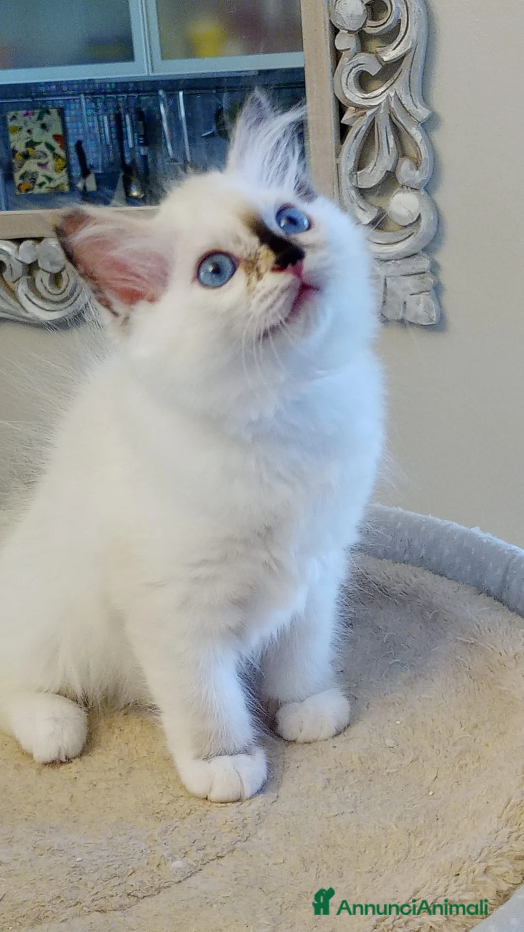 Sacro di Birmania gatti in vendita: Disponibile bellissima cucciola Sacro di birmania - Annuncio 1