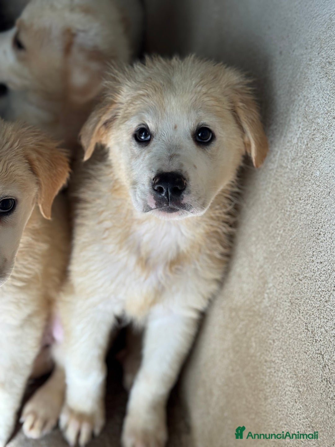 Meticcio cani in regalo: Yoghi cucciolo taglia grande socievole - Annuncio 3