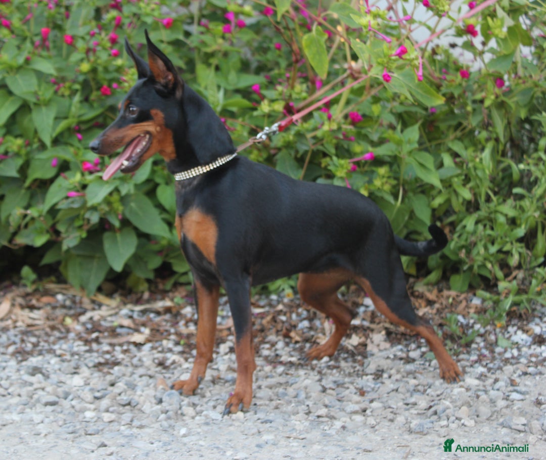 Immagine della galleria {{count}}