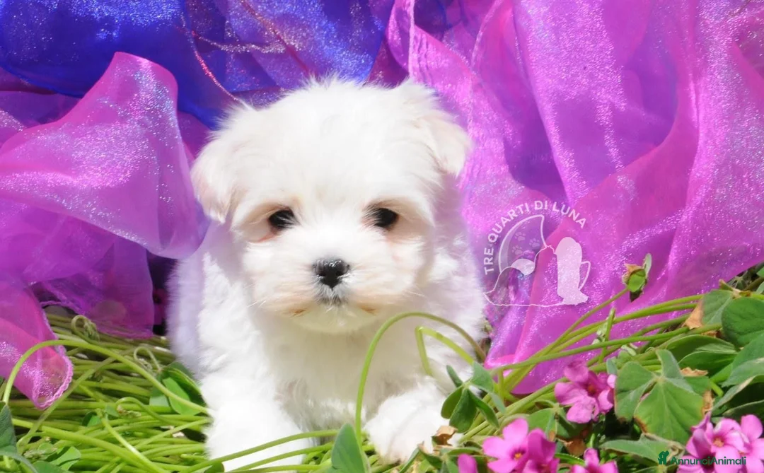 Maltese cani in vendita: Maltese Mini Toy Allevamento Master ENCI - Annuncio 3