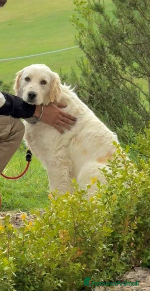 Meticcio cani JACK MERAVIGLIOSO INCR. GOLDEN CERCA CASA - Annuncio 7