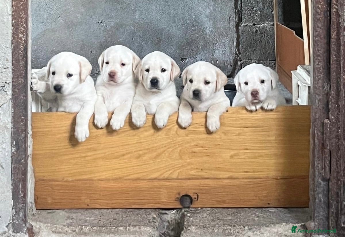 Labrador cani Cuccioli di Labrador - Annuncio 1