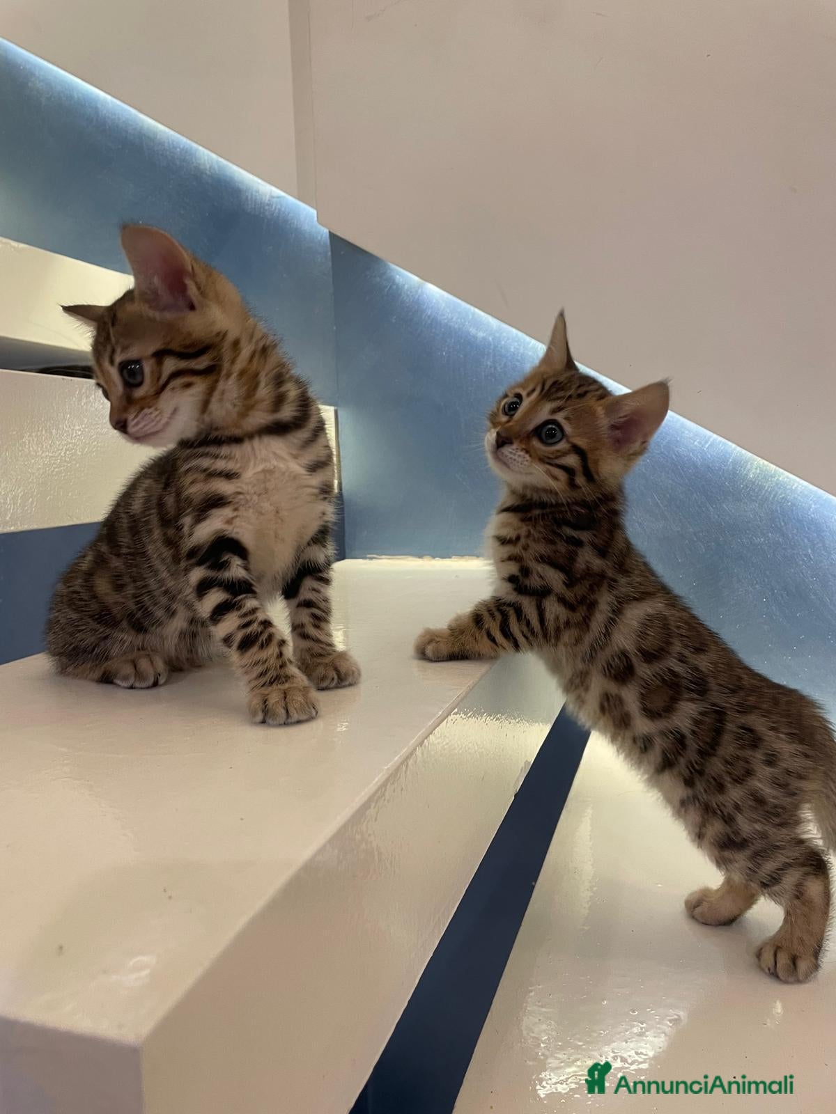 Bengala gatti Cuccioli gatto bengala  - Annuncio 2