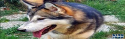 Alaskan Malamute cani per accoppiamento: Alaskan Malamute disponibili per accoppiamento  a Città Metropolitana di Bologna - Annuncio 2