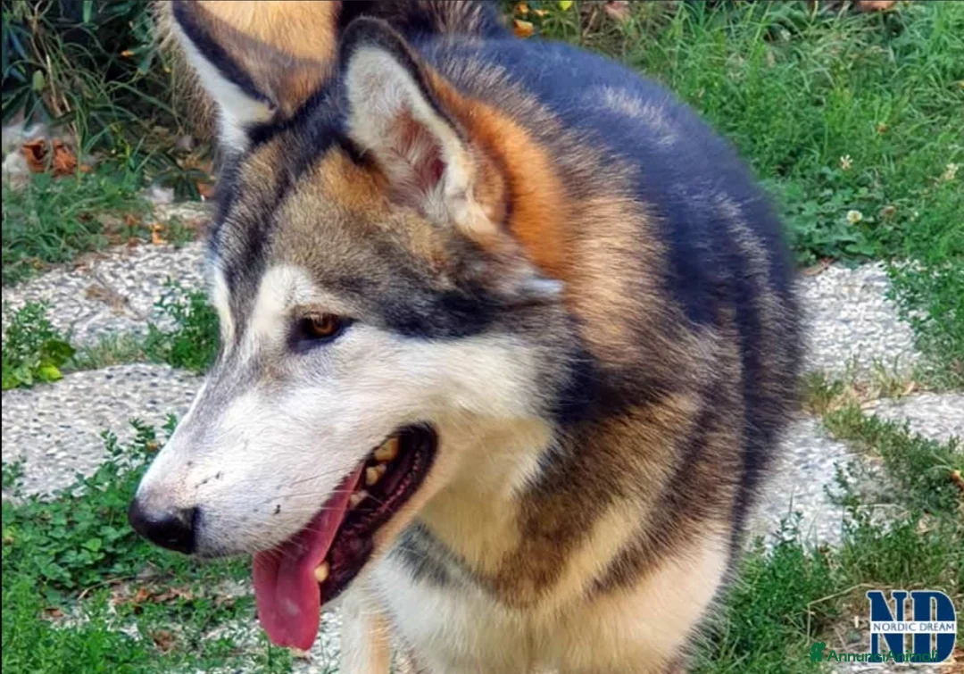 Alaskan Malamute cani per accoppiamento: Alaskan Malamute disponibili per accoppiamento  a Città Metropolitana di Bologna - Annuncio 2