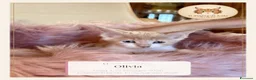 Maine Coon gatti in vendita: Cuccioli Maine Coon ANFI – Il Sogno di Lola - Annuncio 3