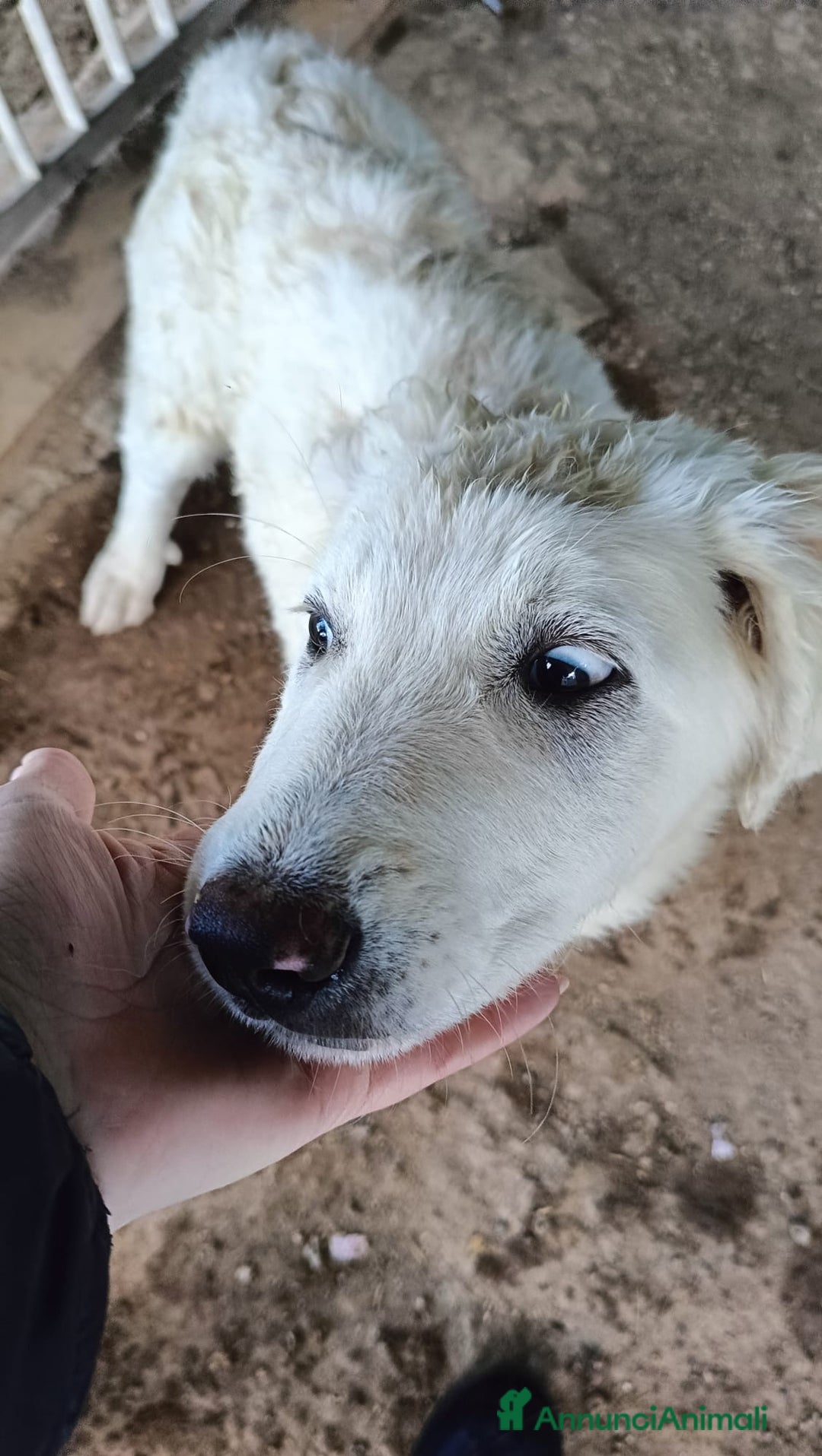 Meticcio cani in regalo: COMETA - Annuncio 6