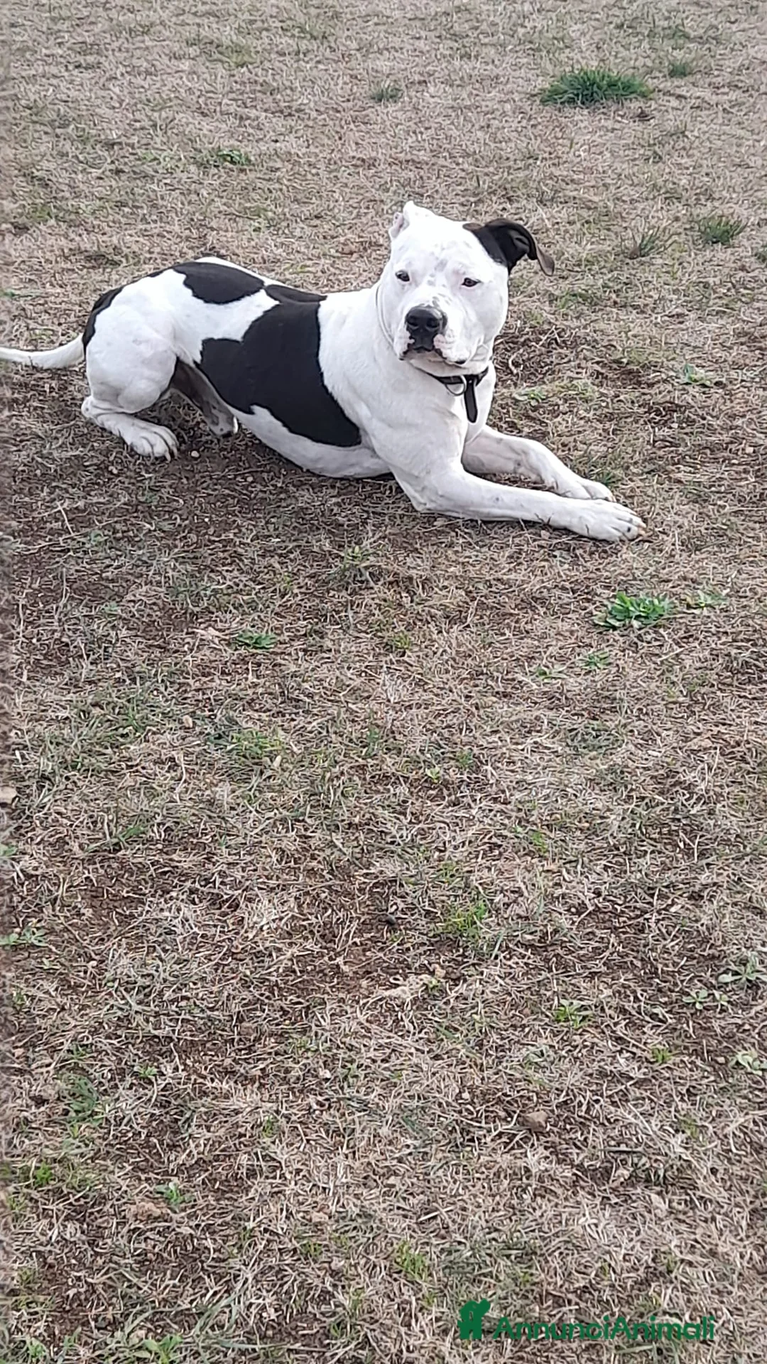 Pitbull cani per accoppiamento: Frank, Pitbull Maschio  a Provincia di Viterbo - Annuncio 6