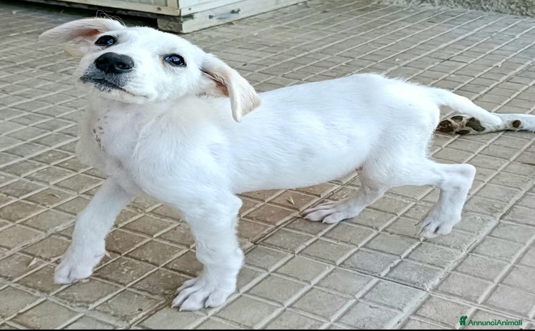 Meticcio cani - Annuncio 3