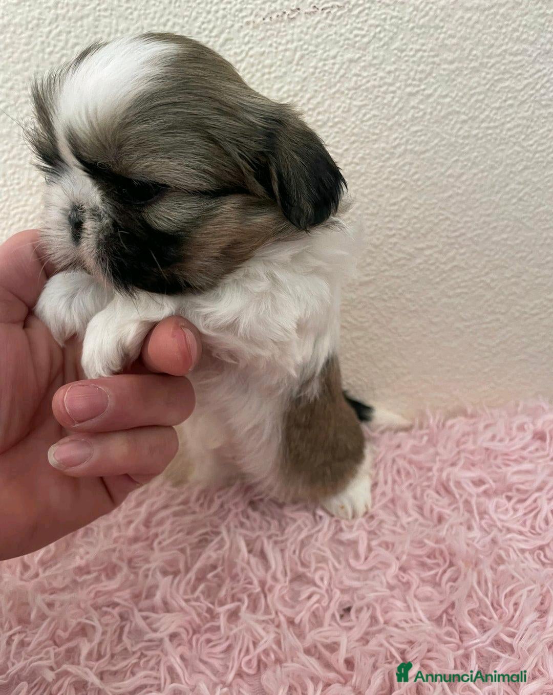 Shih Tzu cani Cuccioli di Shih Tzu Imperiale a Città metropolitana di Milano - Annuncio 2