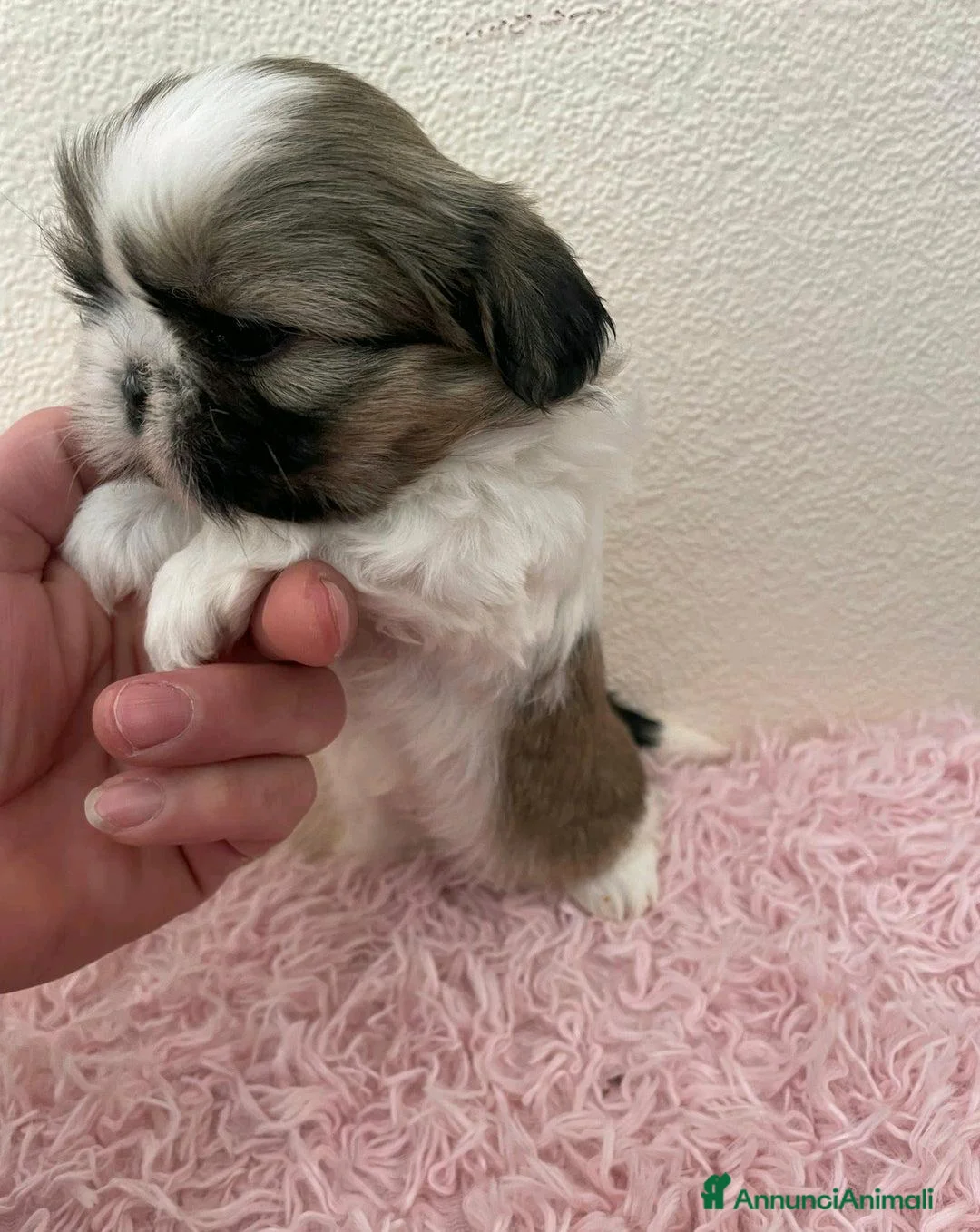 Shih Tzu cani in vendita: Cuccioli di Shih Tzu Imperiale a Città metropolitana di Milano - Annuncio 2