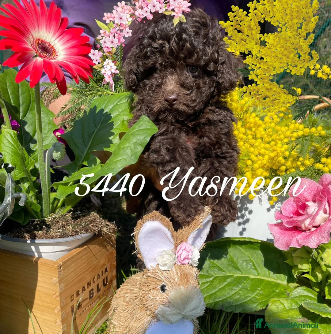 Immagine della galleria {{count}}