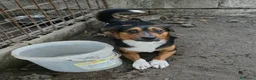 Meticcio cani in regalo: jack cucciolo tenerissimo - Annuncio 3