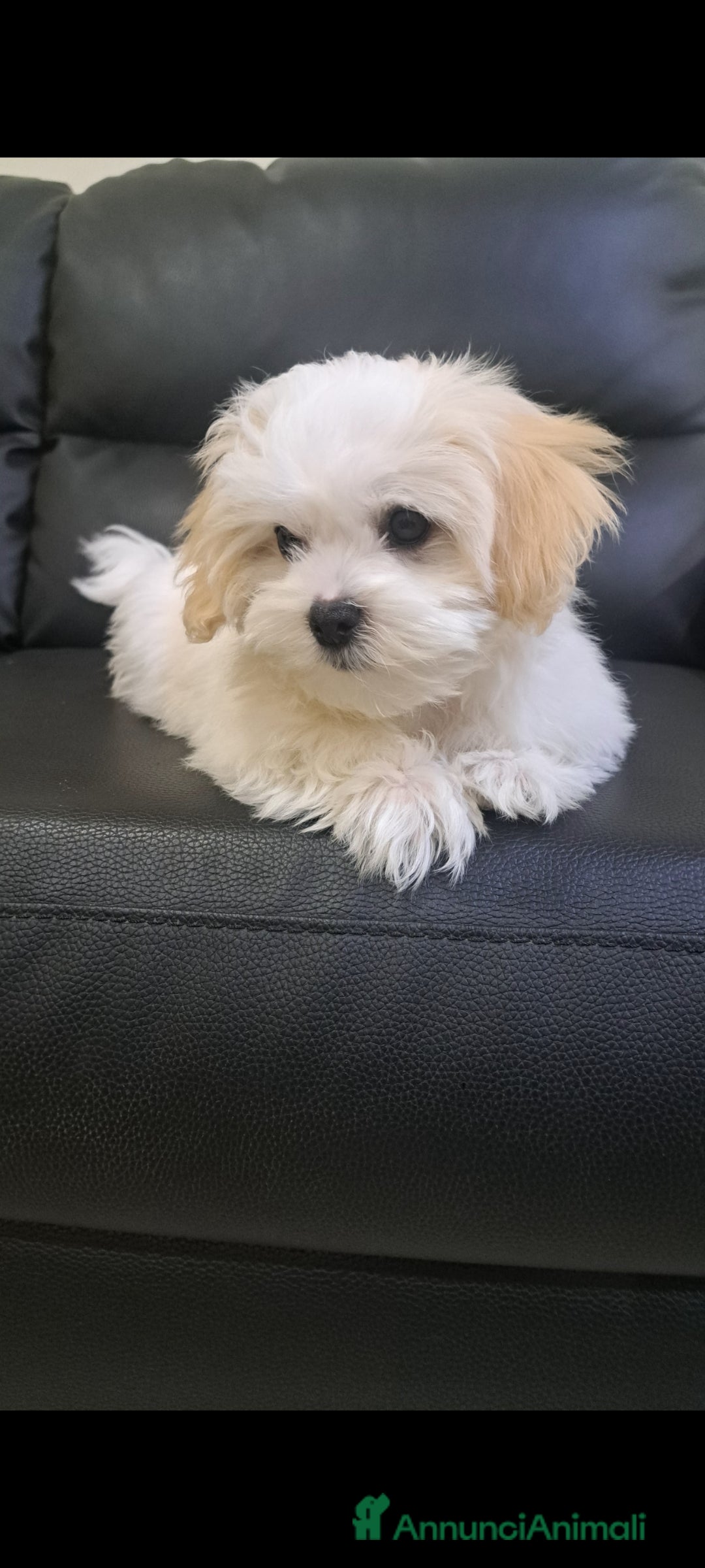 Bichon cani in vendita: Maschietto Bichon Roma Ciampino  - Annuncio 3