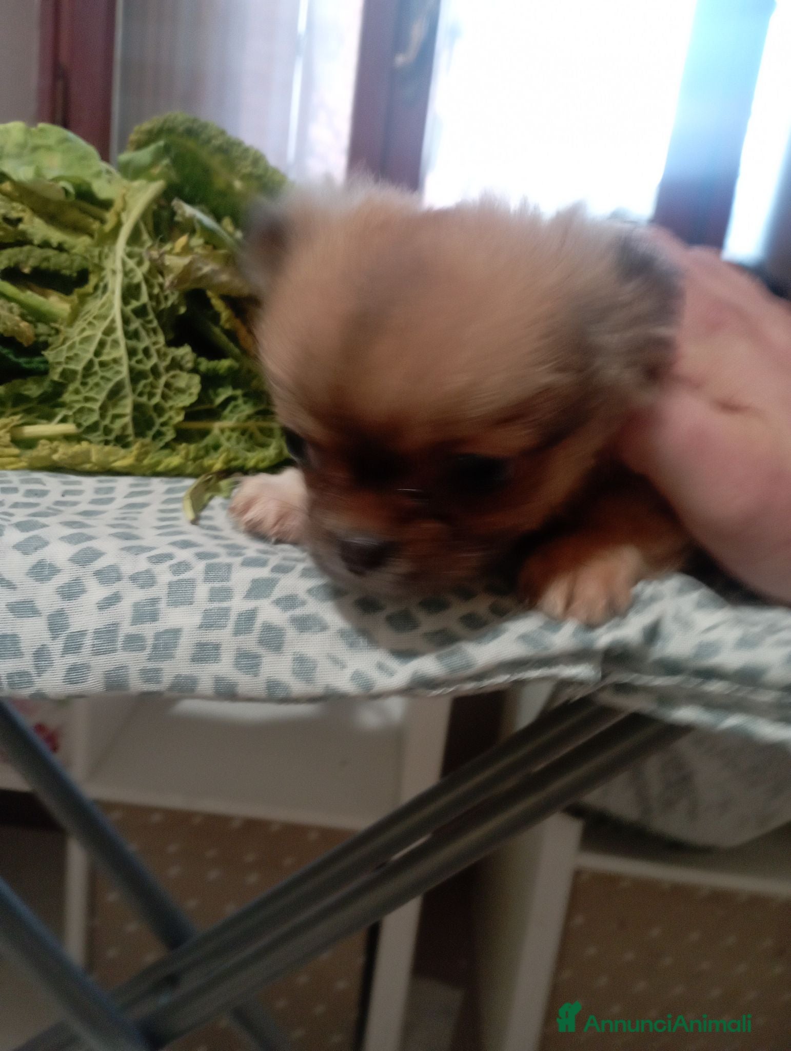 Chihuahua cani Chihuahua maschi - Annuncio 6