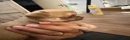 Chihuahua cani in vendita: cuccioli chihuahua - Annuncio 18