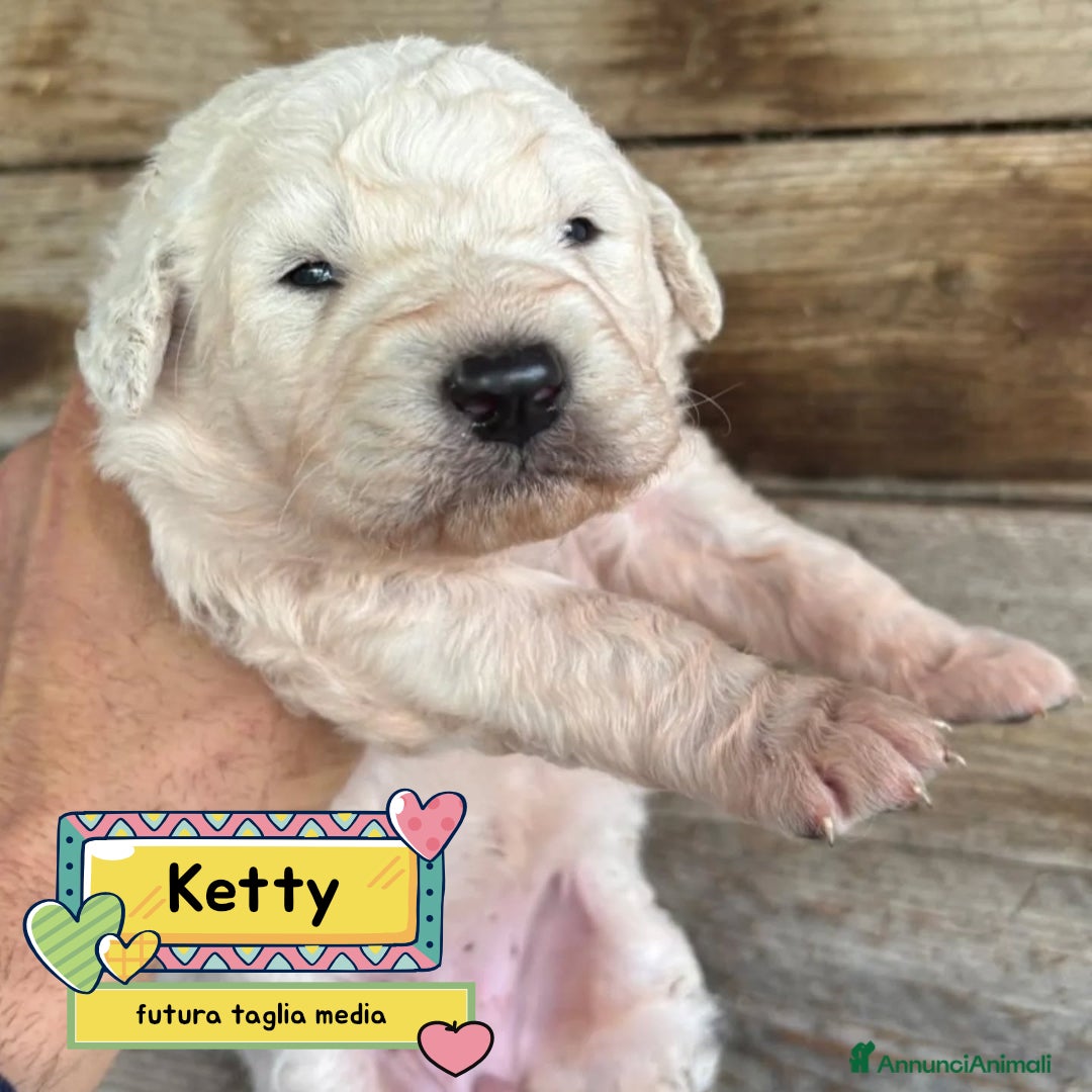 Meticcio cani in regalo: KETTY dolce cucciola futura taglia media adozione - Annuncio 1