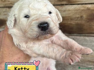 Meticcio cani KETTY dolce cucciola futura taglia media adozione - Annuncio 21