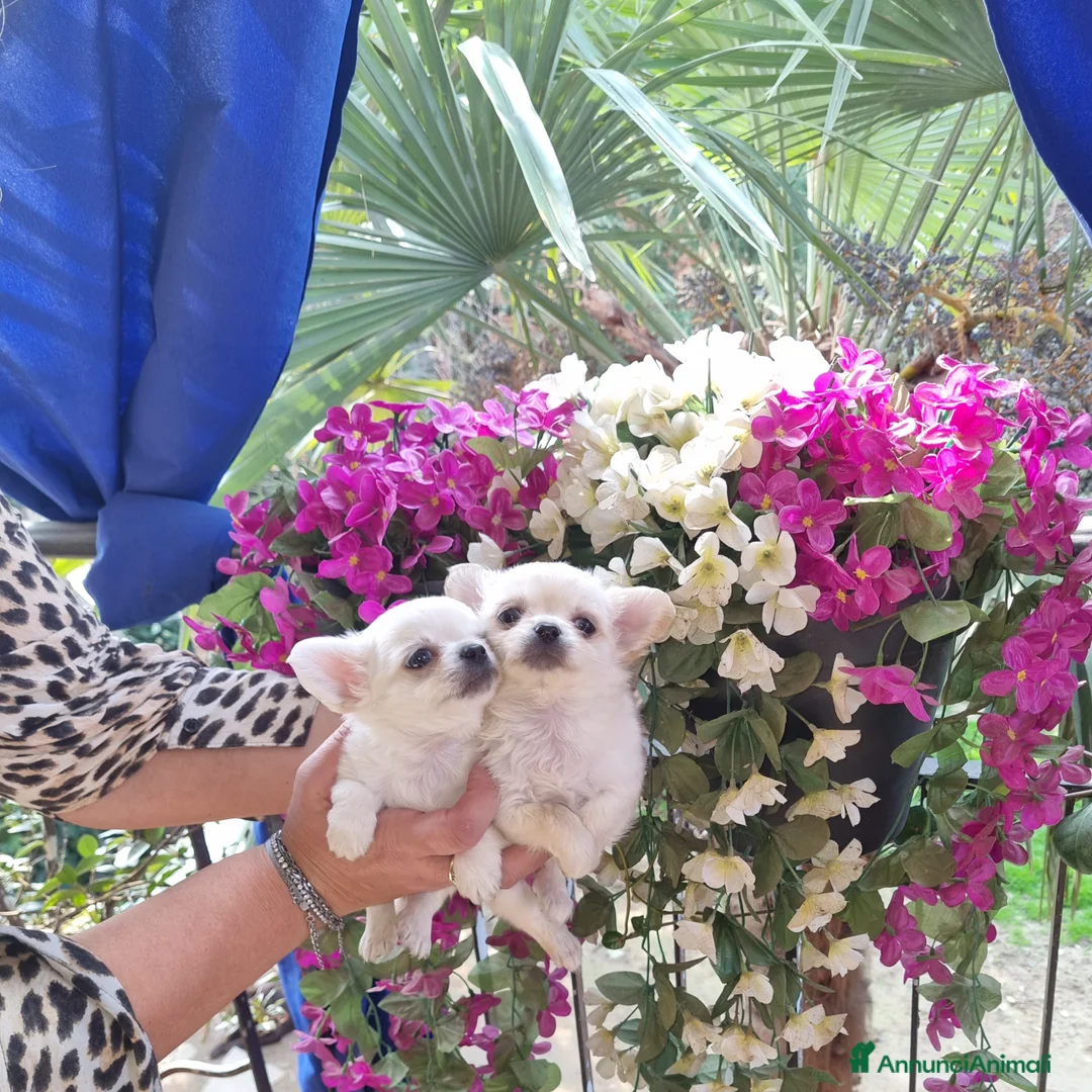 Chihuahua cani in vendita: Cuccioli di chihuahua toy  - Annuncio 13
