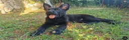 Pastore Tedesco cani in vendita: Pastore tedesco nero cuccioli importanti - Annuncio 6