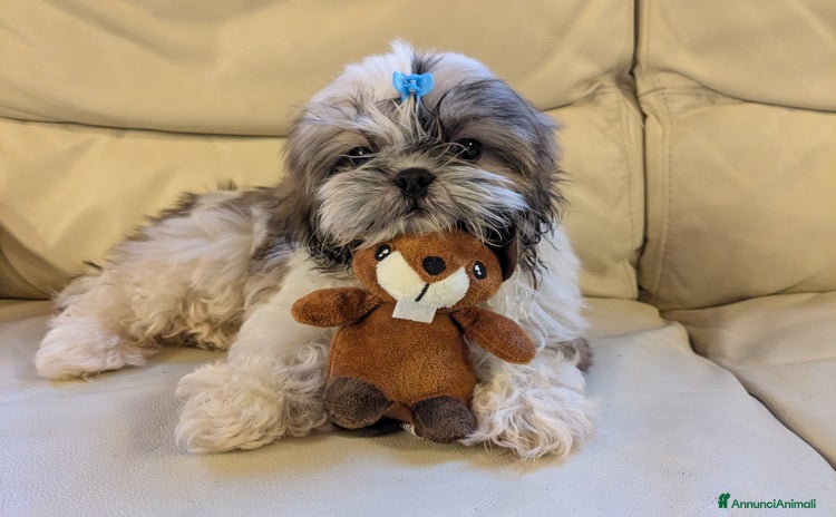 Shih Tzu cani a Provincia di Brescia - Annuncio 1