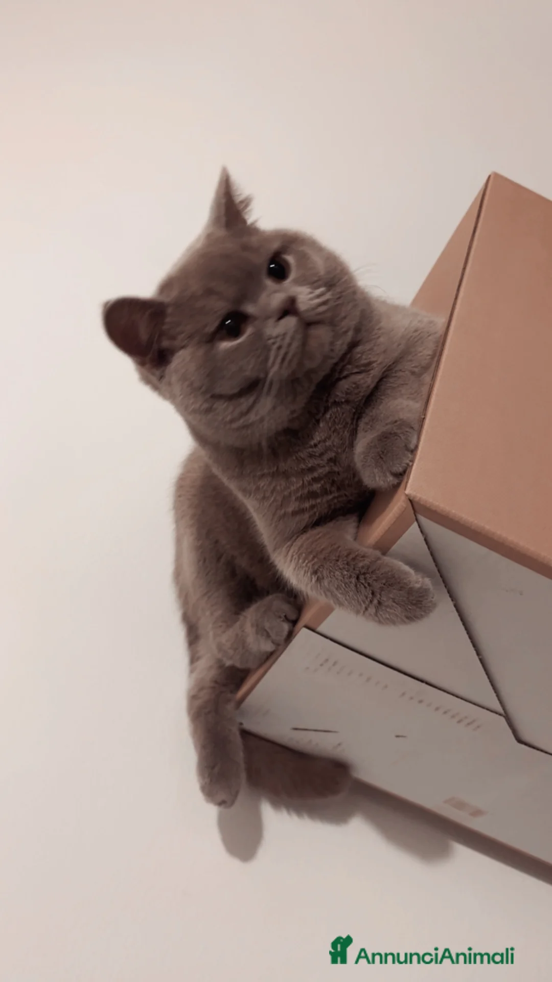 British gatti per accoppiamento: British shorthair - Annuncio 8
